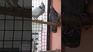 Allahabadi desi Pathe for sale no 8081675494 #kabootar #kabutar #allahabad #pigeon #trending