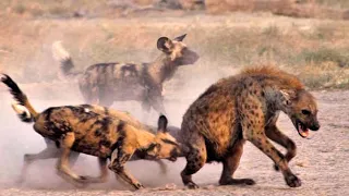 Best 5 Wild Dogs Hunting Moments - 2024 MUST SEE