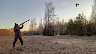 ОХОТА НА ВАЛЬДШНЕПА ВЕСНОЙ НА ТЯГЕ! Woodcock hunting 2023.