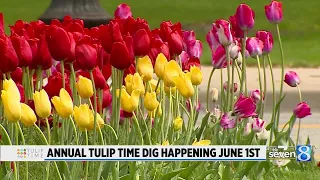 Annual Tulip Time dig happening June 1