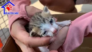 Rescue Baby kitten was left by mama cat for 3 days – Little kitten meowing loudly asking for help