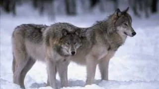 grouzin wolf