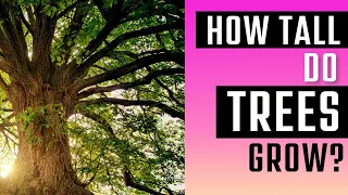 How tall can a tree grow?