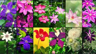 CLEMATIS VARIETIES - Plants Weekly