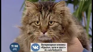 Советы ветеринара: как успокоить мартовского кота