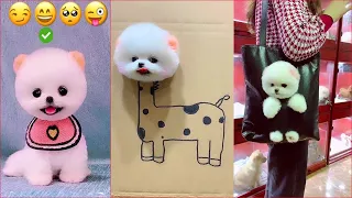 Teacup Pomeranian Compilation 🔴 Mini Pomeranian Tiktok Compilation - 2022 |