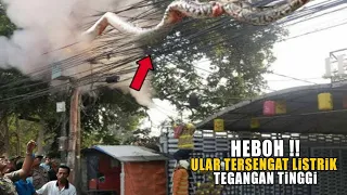 HEBOH !! 10 Hewan Tersengat Listrik Tegangan Tinggi yang Terekam Kamera