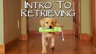 Labrador Retriever Teach Your Puppy To Fetch - Gun Dog Training