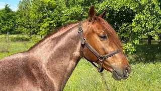 Legendary Mayhem, MFT Gelding, 5 YO, 14 H, Red Roan.  Will be for sale by auction on HorseBay.com