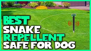 Top 5 Best Snake Repellent Safe for Dog [Review 2023] - Natural Snake Repellent Safe for Dogs