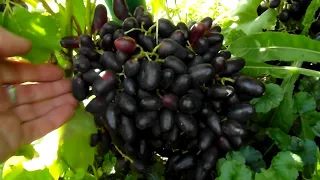 Академік виноград (Academician grapes) 02:09:2022р.