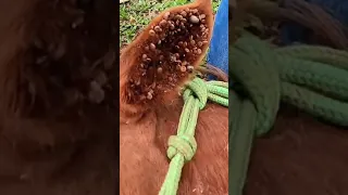 🐴 Cavalo Agonizando com Carrapatos - Aprenda como remover carrapatos corretamente 🦟