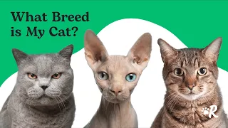 What Is Your Cat's Breed? Find Out Now