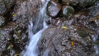 The sound of gurgling water for sleeping, studying and relaxing. Song of Flowing Water.