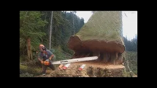 Dangerous Idiots Tree Felling Fails With Chainsaw ! Satisfying Cutting Down Old Tree Machines