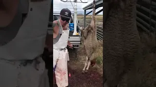 Lamb skinning mobile butcher