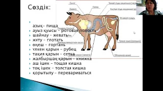 Уразова К.К. Система пищеварения животных