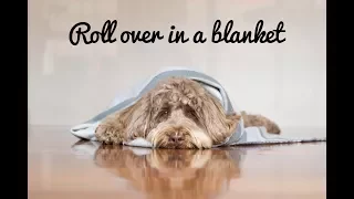How to Train your dog to roll over in a blanket
