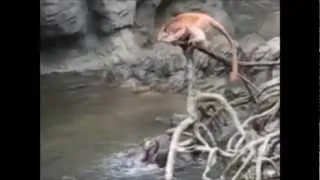 Otter Revenge - The Day the Monkeys Went Too Far