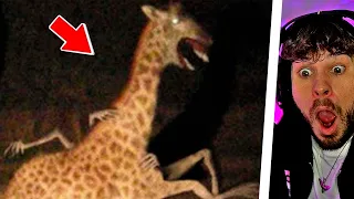 20 GRUSELIGE Zoo-Momente die NIEMAND glaubt, wenn sie nicht gefilmt worden wären