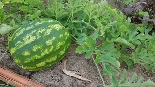 Como Y Cuando Cosechar Sandias En El Huerto || La Huertina De Toni