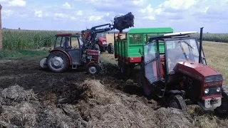 Wywóz obornika na 2 rozrzutniki prace pożniwne URSUS/ZETOR/MF