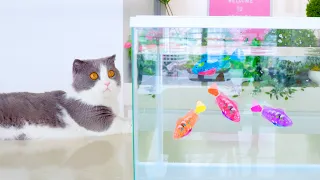 Cats Hunting For Fish | Compilation