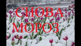 9 мая Снова мороз #заморозки #спастисад #природа #youtuber #gaming #live #outfit #vlog