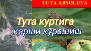 Тута куртига (помидор куяси) карши курашиш