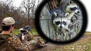 Day Time Raccoon Hunting with .25 Air Rifle (Scope Cam)