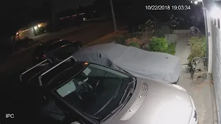 Coyote Chasing Cat Across the Street