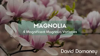 4 Magnificent magnolia varieties you could try growing