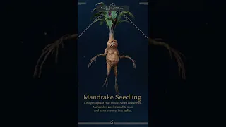 Hogwarts Legacy Mandrake Seedling #shorts