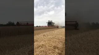 Claas lexion 760, sklizeň pšenice 🌾