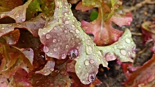 Weerbericht zaterdag: Wisselvallig weekend