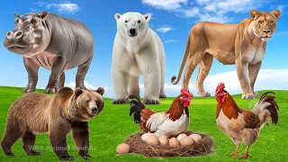 Lovely Animal Sounds Around Us: Hippo, Lioness, Bear, Rooster, Polar Bear| Familiar Animal Moments