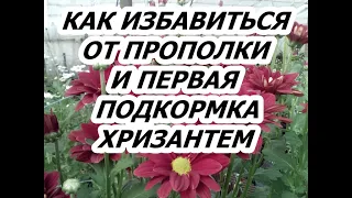 КАК ИЗБАВИТЬСЯ ОТ ПРОПОЛКИ И ПЕРВАЯ ПОДКОРМКА ХРИЗАНТЕМЫ