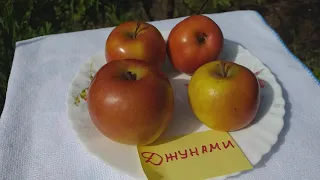 Яблоки зимние сорт Джунами (apple Junami). Редкие сорта. Обзор яблок в середине мая.