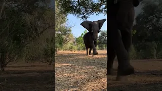 Elephant encounter at Mana Pools (Zimbabwe)