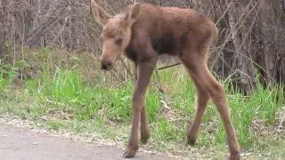 Momma Moose with Twin New Born Calves!