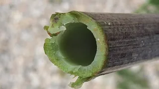 Plante Toxique : La Cigue - La Plante qui a tué Socrate