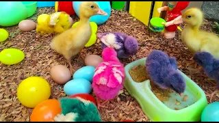 Catch Cute Chickens, Colorful Chickens, Rainbow Chicken, Rabbits, Cute Cats,Ducks,Animals Cute