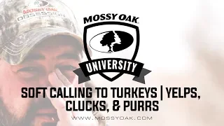 When to Soft Call to Turkeys | Yelps, Clucks, and Purrs