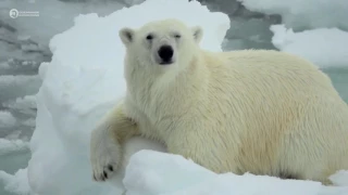 The Polar Bears of Svalbard / Spitsbergen