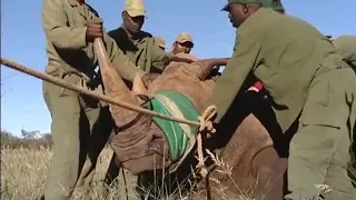 Caring for a Two Tonne Rhino | Vet Safari | BBC Earth