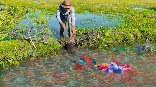 How To Catching Wild Betta Fish And A Lot Of Fish At Rice Field By Traditional Fish Trap(Episode 33)