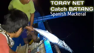 Catching BATANG or Spanish Mackeral using TORAY net
