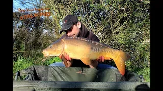 Pêche de la Carpe. Stalking.(Vidéo Bonus)