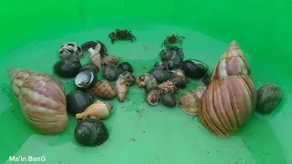 kelomang besar, mencari kelomang, kepiting, siput laut, hermit crab, Umang-Umang besar dan kecil