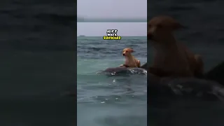 This dog-dolphin friendship is INCREDIBLE 😲🤩